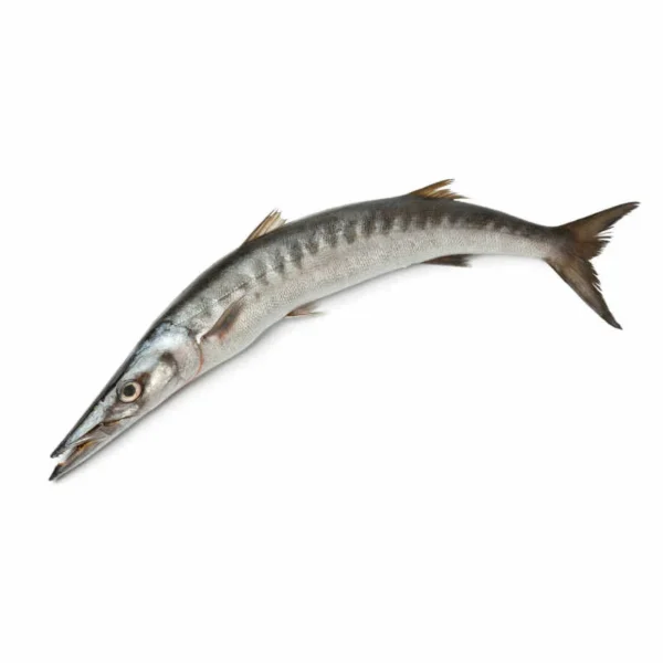 Barracuda Fish - 1KG