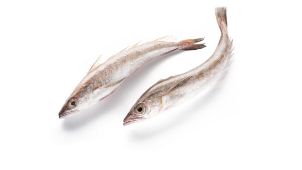 Hake fish ( Kpanla - 20 Plus )- 1KG