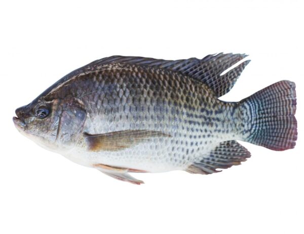 Fresh Tilapia - 1KG