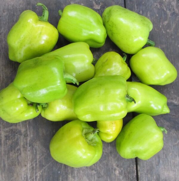 Green Pepper (Small)