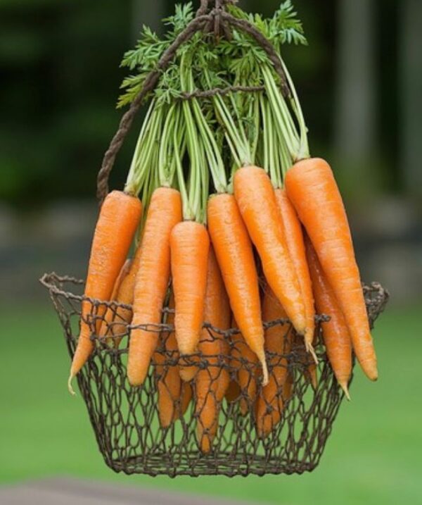 Carrot (4pcs)