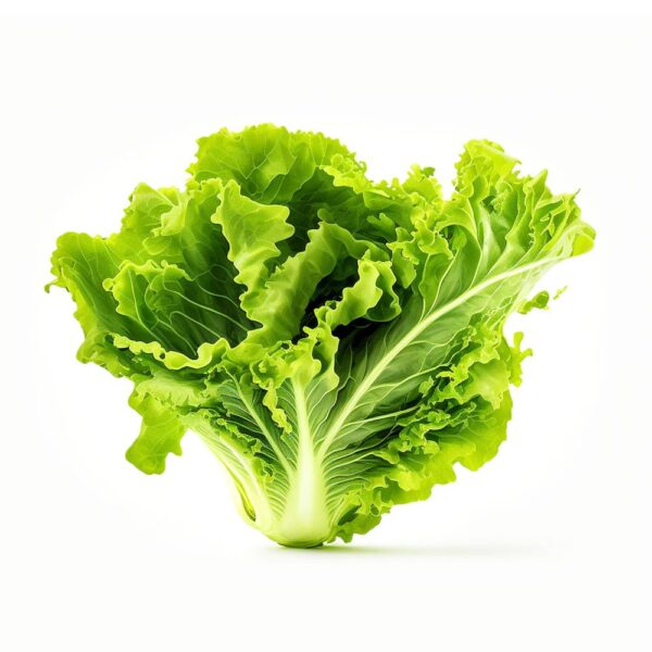 Lettuce (Small)