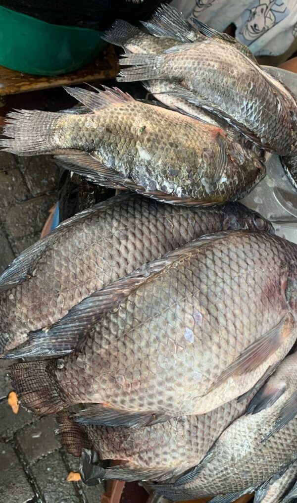 Tilapia - 3 Pieces (Big Size)